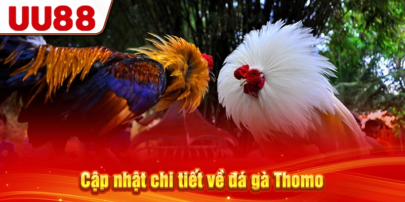 Cập nhật chi tiết về đá gà Thomo